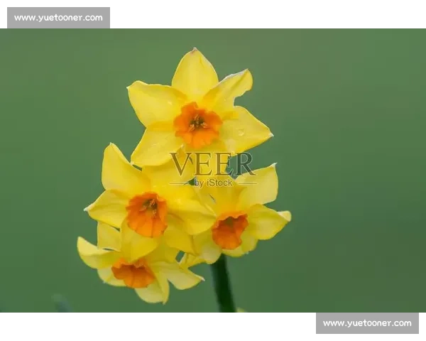 水仙花盛开比赛绽放奇花异彩展示园艺魅力盛宴